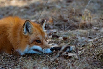 Close-up of a small wild fox with red fur sniffing a prey in the field