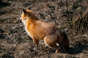 Small red fox in a field with dry grass while hunting