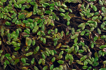 Flower leaves on the water