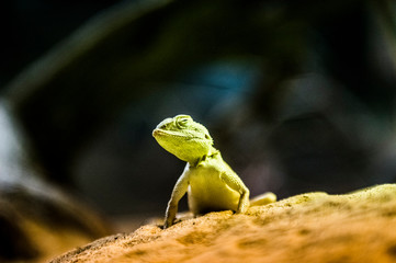 Iguana