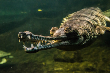 Close-up of a Gharial crocodile swimming in the water, close-up of the mouth and teeth
