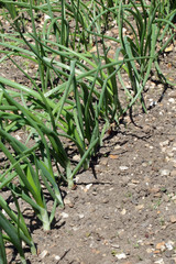 Onions growing in a vegetable garden..