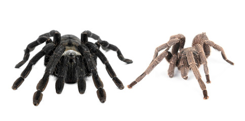 Tarantula  isolate on white background