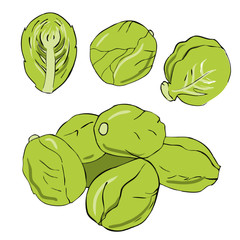 Brussels sprout. Hand drawn illustration isolared on white. Vector