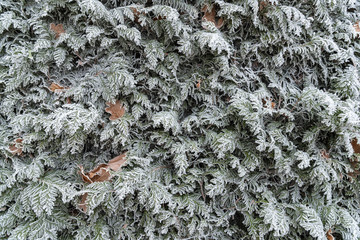 Red Oak Leaves Lie Among The Branches Of Juniper In Winter Frost.Fallen Leaves In Hoarfrost - 346181083