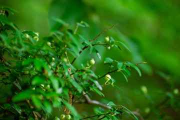 Spring Berries