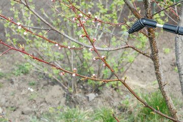 Protecting young nectarine tree from fungal disease or vermin by pressure sprayer.