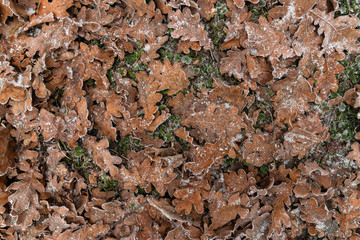 Winter Fallen Red Oak Leaves In Hoarfrost Lie On The Green Grass, Natural Pattern. Autumn Leaves On The Ground.Autumn Leaves Background - 346181098