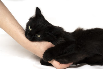 angry black cat bites female hand