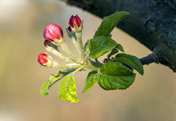 Obraz na płótnie Canvas unblown flower bud on apple tree