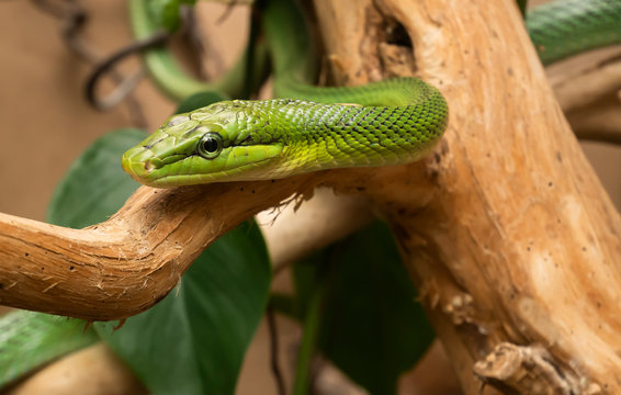 Couleuvre verte. 