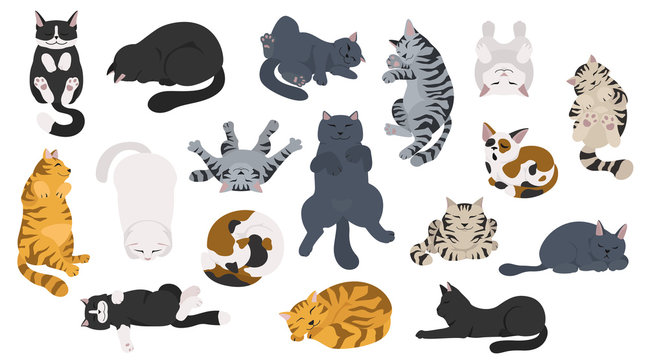 Sleeping cats poses. Flat different color simple style design