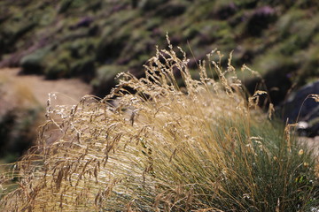 Pasto para los animales de montaña