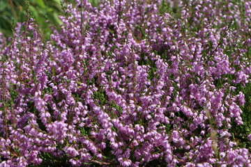 una planta 1000 flores