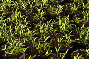 The close up of shoots water spinach grow in polybags      
