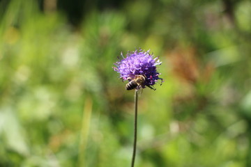 Hoy para comer... flores