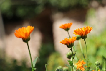 Esperando a las abejas