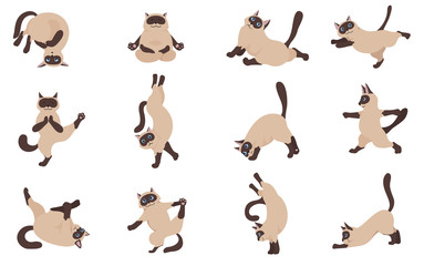 Cats yoga. Siamese cats. Different yoga poses and exercises