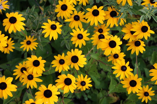 Primos hermanos de los girasoles