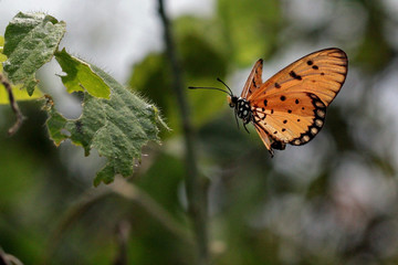 butterfly on leaf