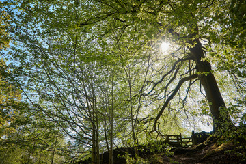 high peak pathway natural scene