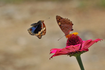 painted lady butterfly
