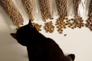A black cat chooses from the proposed types of dry food.
