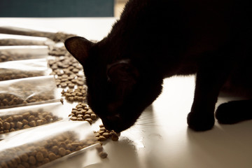 A black domestic cat eats one of the types of dry food offered to her.
