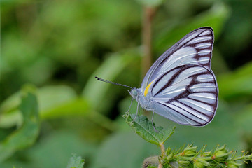 butterfly on a green leaf