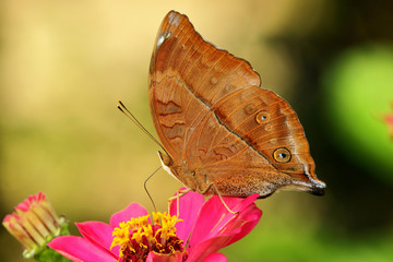 Obraz premium butterfly on a flower