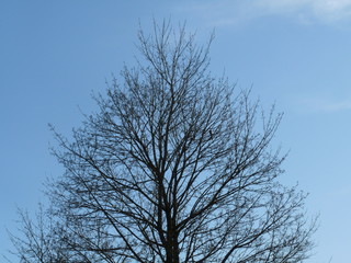 Winter Tree