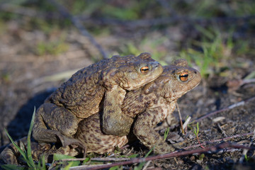 Two toads while mating in a natural habitat
