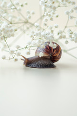 Dark brown Achatin with a spiral shell crawls among beautiful white flowers on a bright clear day. Extreme closeup macro healing mucus and anti-aging slime of Giant Snail. Concept of purity, copyspace