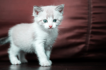 White cute luminous kitten with blue eyes stands on a dark background and looks at the camera. Right empty space for text
