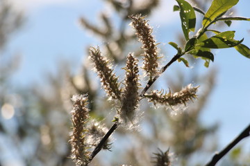 Plants, greens, spring, summer, close-up, flowering