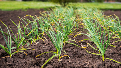 Garlic bed, even rows in the garden