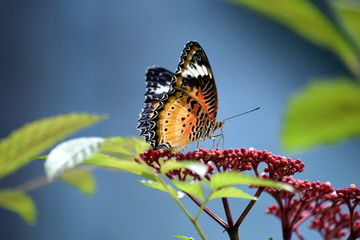 A Beautiful Creature, sitting on top of a flower gathering its food.