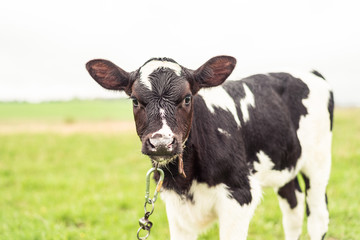 A young calf is chained in a field of green grass.