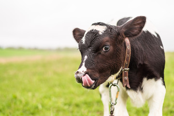 A young calf grazes in a meadow and licks its lips.