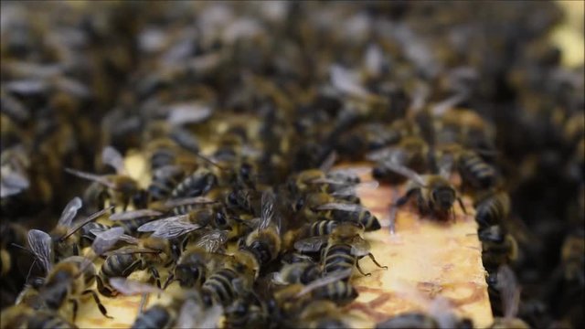Bienen auf Rahmen im Bienenstock, Arbeitsbienen bei der Arbeit
