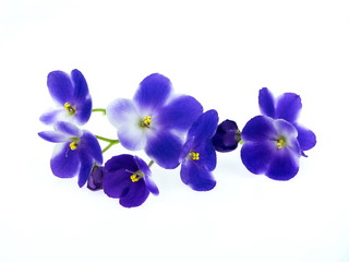 Fototapeta na wymiar Violet flowers isolated on white background. Copy space, flat lay.