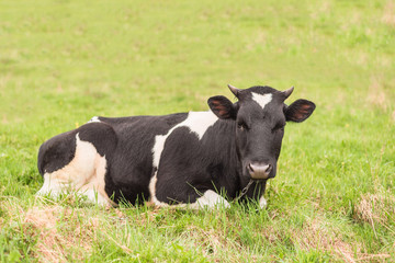 A cow is lying in a pasture. A black-and-white mammal with horns.