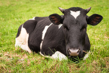 A cow is lying in a pasture. A black-and-white mammal with horns.