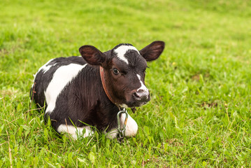 The calf is lying on the grass and grazing in a green meadow. Looks at the camera.