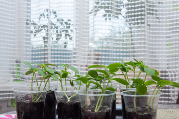 A set of young seedlings. Seedlings ready for transplanting