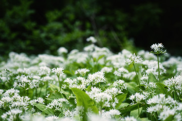 Ramson (wild leek) or wild garlic during flowering season, beautiful white flowers in nature, natural botanical outdoor background