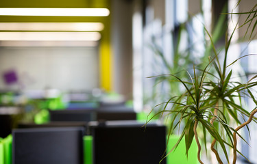 Young green plant in modern office for workers
