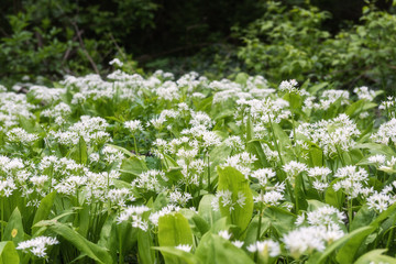 Ramson (wild leek) or wild garlic during flowering season, beautiful white flowers in nature, natural botanical outdoor background