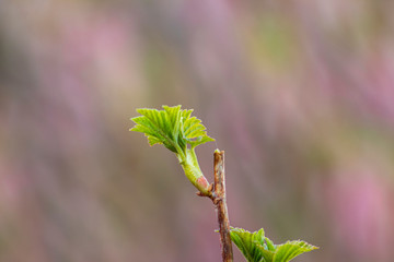Siberia. May. Blooming young green leaves of currant (lat. Ribes).
