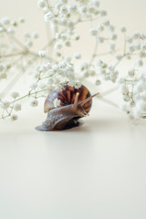 Dark brown Achatin with a spiral shell crawls among beautiful white flowers on a bright clear day. Extreme closeup macro healing mucus and anti-aging slime of Giant Snail. Concept of purity, copyspace